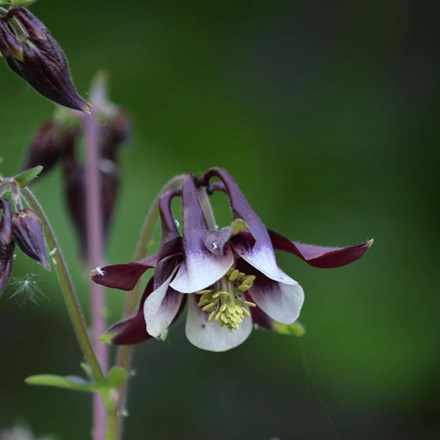 Aquilegia vulgaris William Guiness | Grannys Bonnet