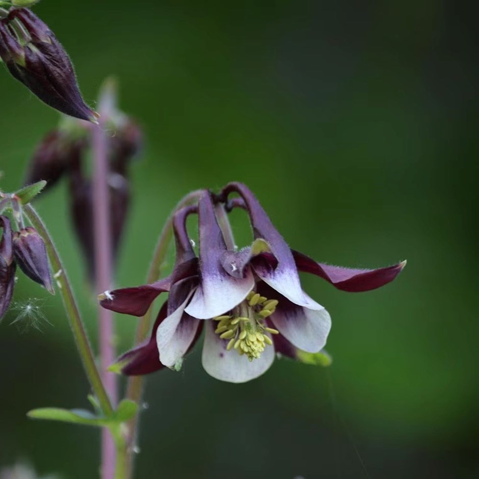 Aquilegia vulgaris William Guiness | Grannys Bonnet