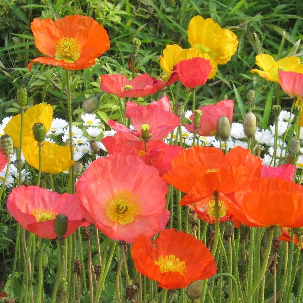 Papaver Nudicaule | Icelandic Poppy
