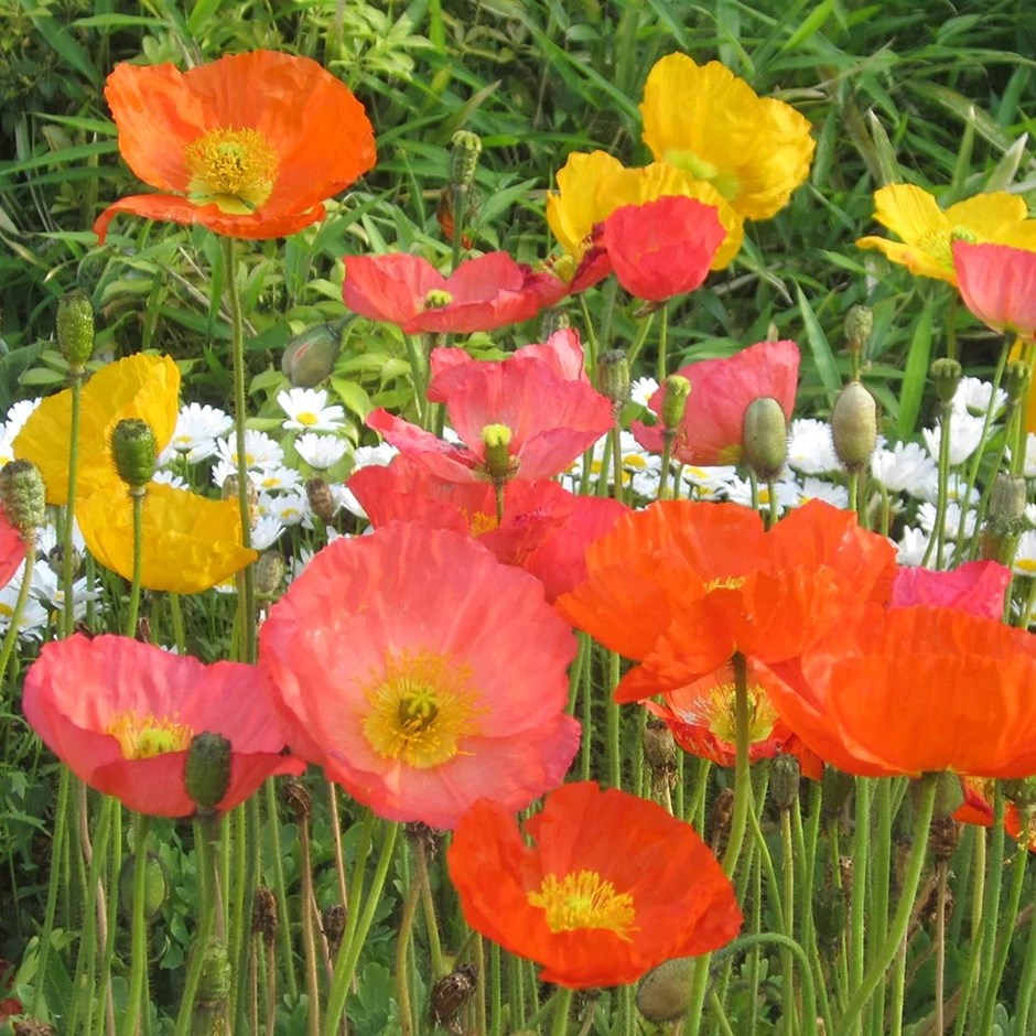 Papaver Nudicaule | Icelandic Poppy
