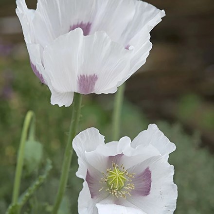 Papaver somniferum Maanzaad | Bread Seed Poppy