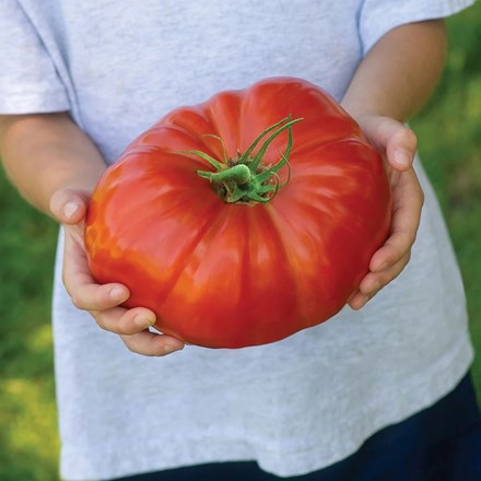 Tomato Gigantomo F1 | Beefsteak Tomato