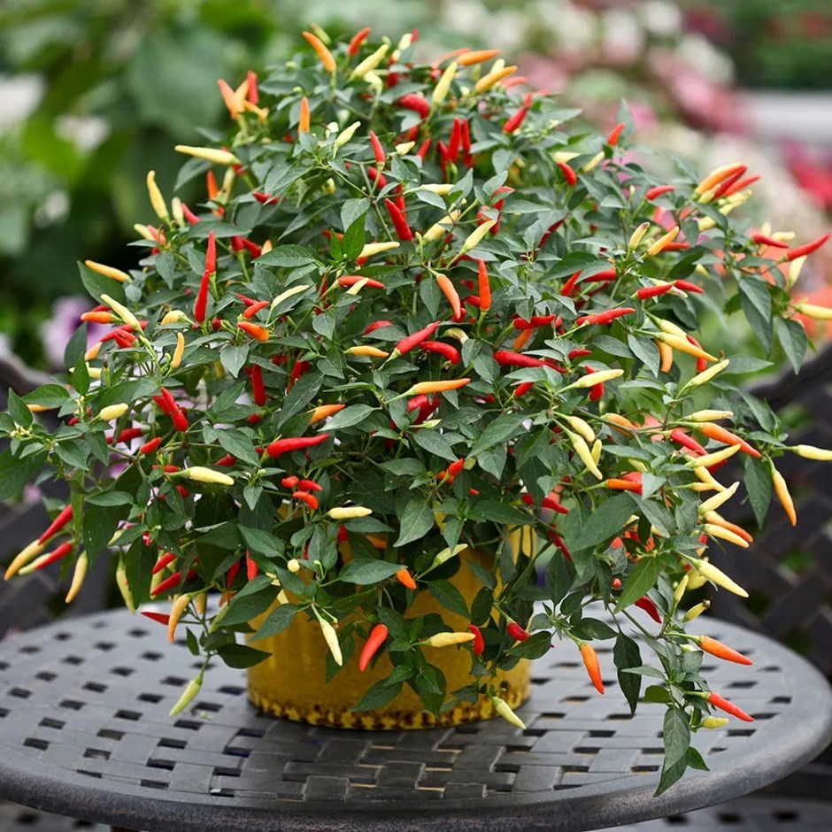 Chilli Pepper Basket of Fire F1 | Hot Chilli