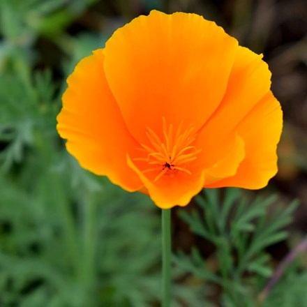 Eschscholzia californica 'Orange King' | Californian Poppy | approx 500 seeds