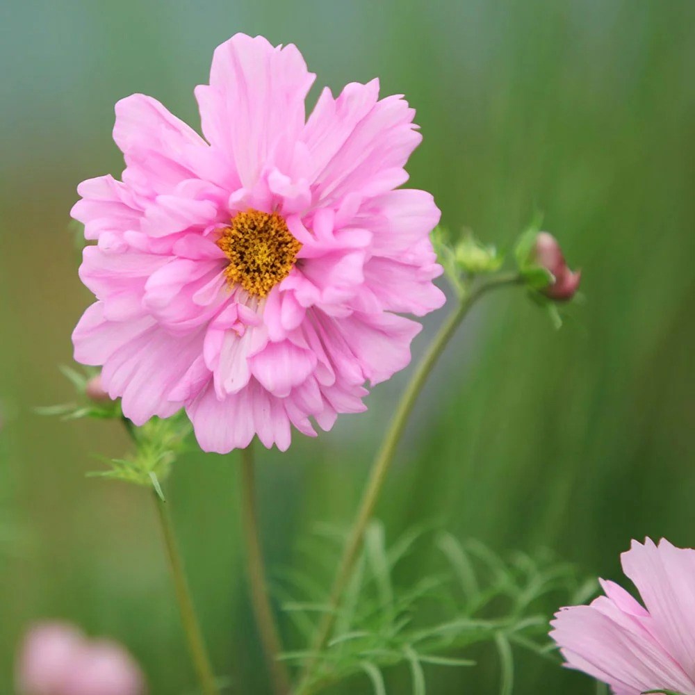 Cosmos Bipinnatus Double Click Rose Bonbon