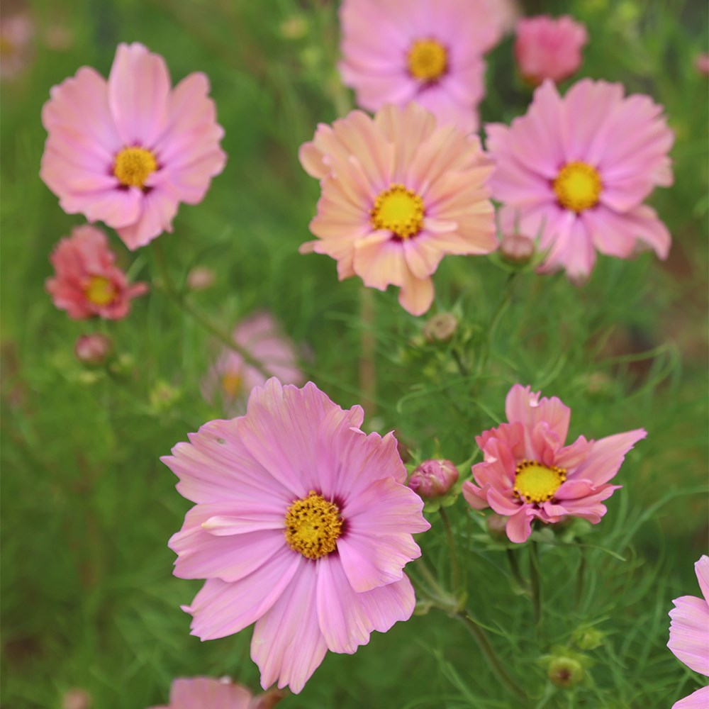 Cosmos Apricota