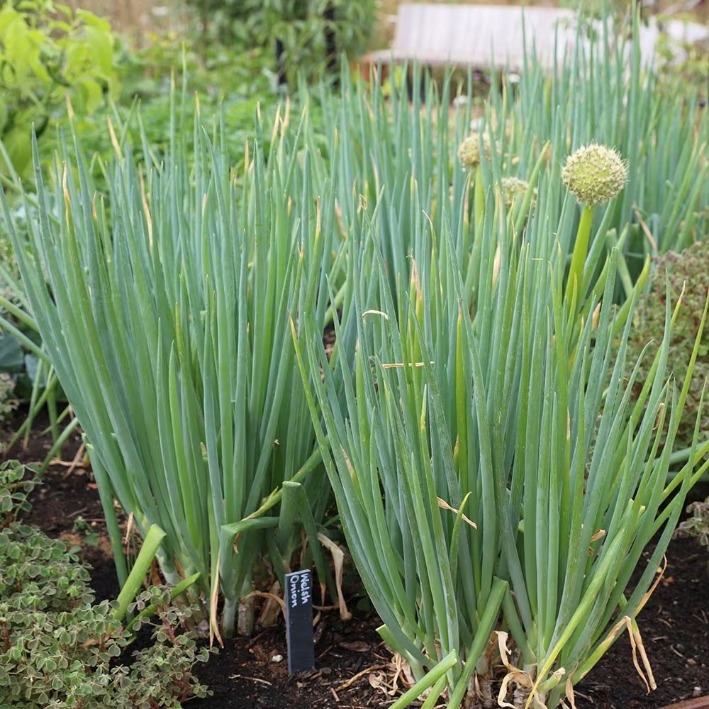 Welsh Onion | Allium fistulosum