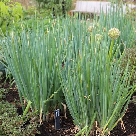 Welsh Onion | Allium fistulosum
