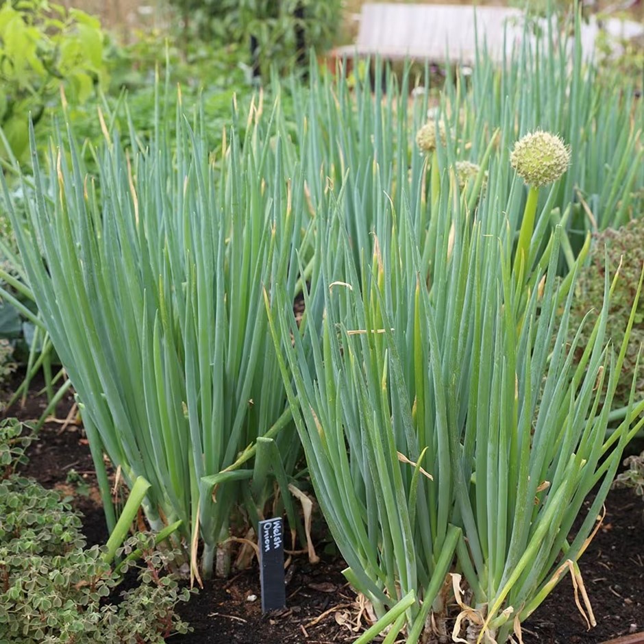 Welsh Onion | Allium fistulosum