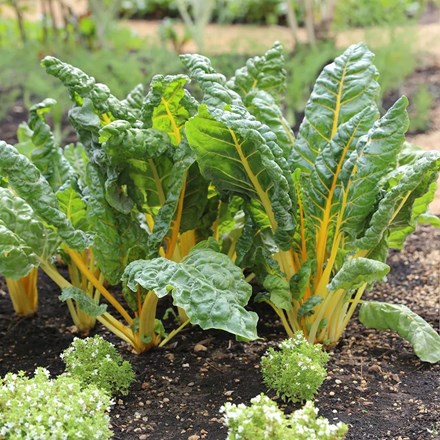 Chard Bright Yellow | Leaf Beet