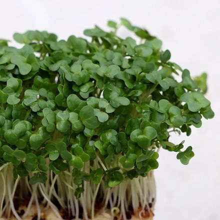Cress Common Plain