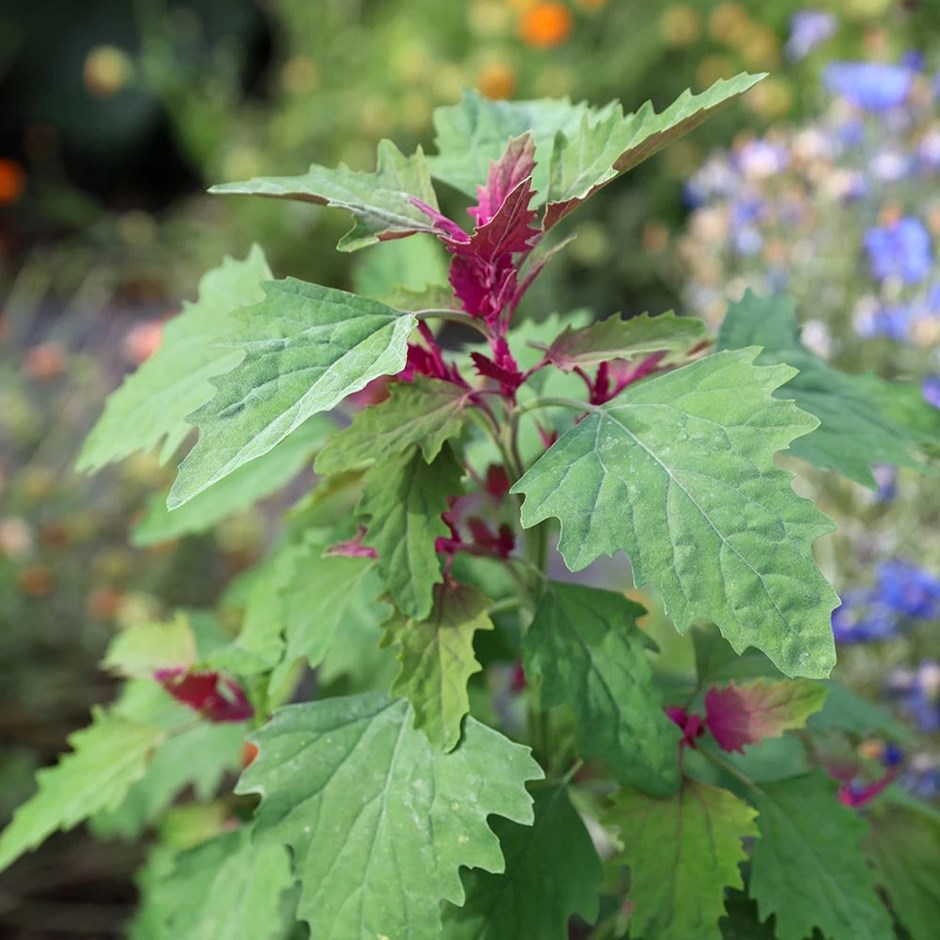 Tree Spinach | Chenopodium giganteum