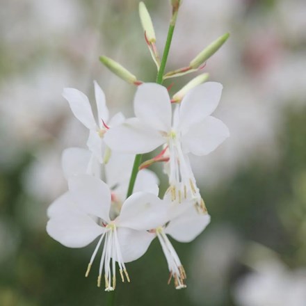 Oenothera The Bride | White Gaura