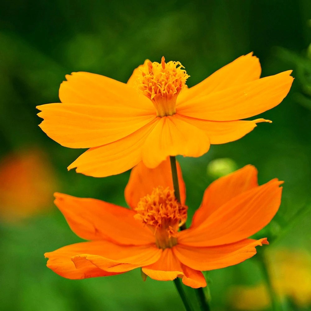 Cosmos Sulphureus Bright Lights Mixed