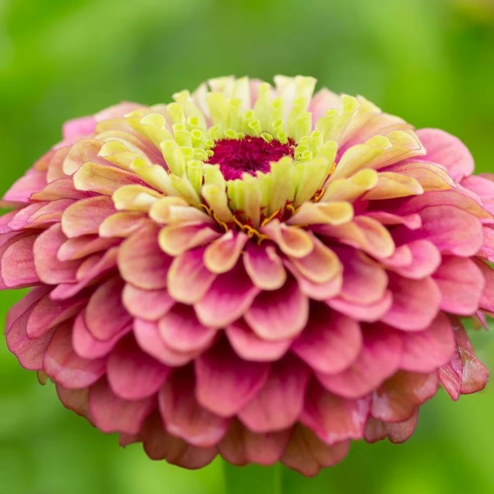 Zinnia Elegans Queen Lime Red