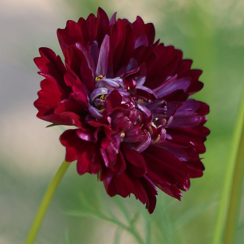 Cosmos Bipinnatus Double Click Cranberries