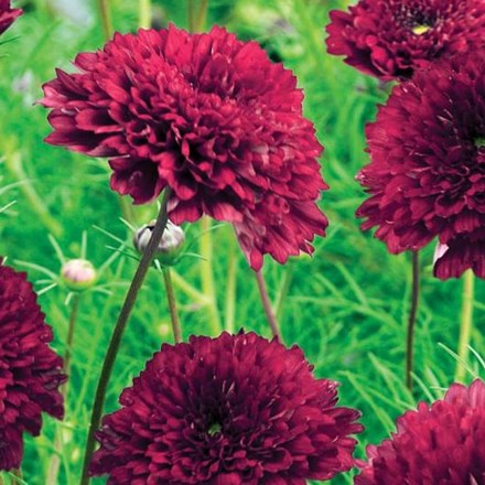 Cosmos bipinnatus Double Click Cranberries | Cosmos