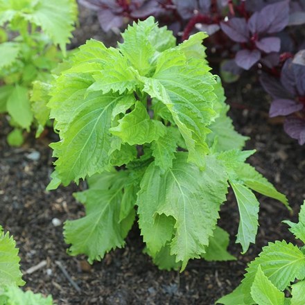 Shiso | Perilla frutescens or Beefsteak Plant