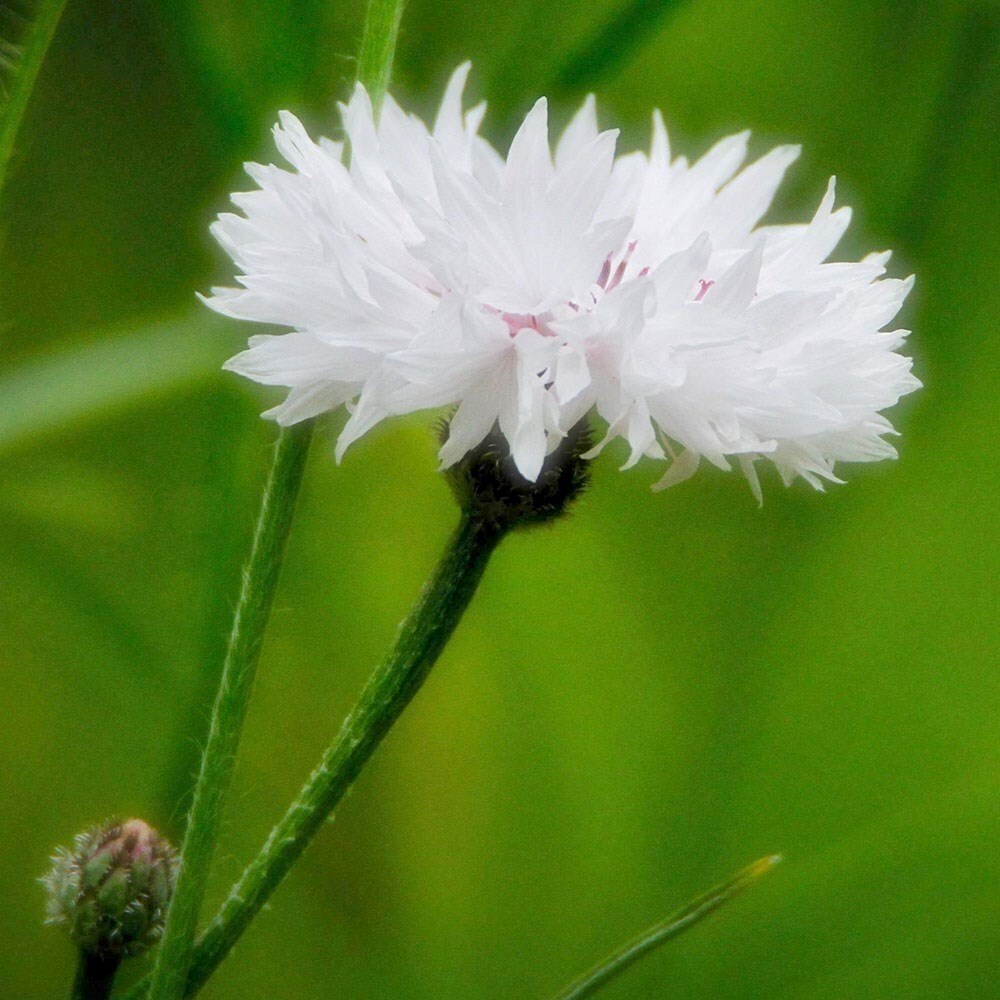 Centaurea Cyanus White Ball | White Cornflower