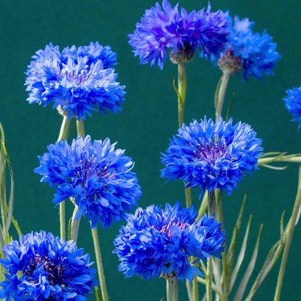 Centaurea cyanus 'Blue Ball' | Cornflower Double Blue | approx 325 seeds
