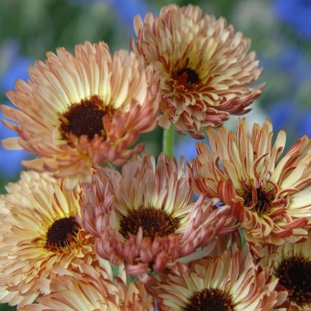 Calendula officinalis Sherbet Fizz | Pot Marigold
