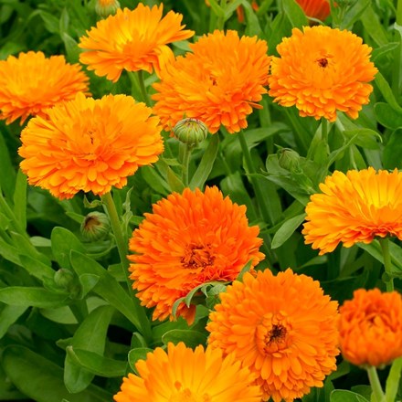 Calendula officinalis 'Orange King' | Pot Marigold