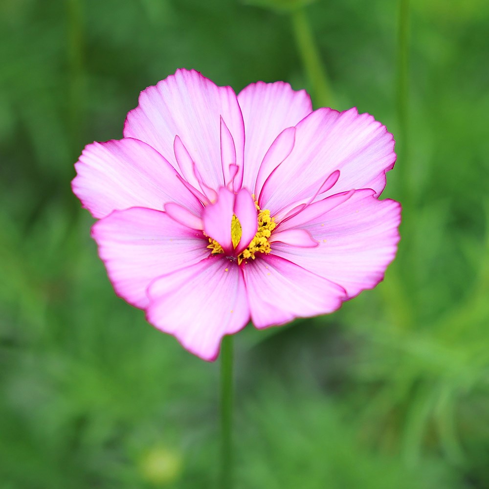 Cosmos Fizzy Rose Picotee