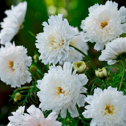 Cosmos Double Click Snow Puff