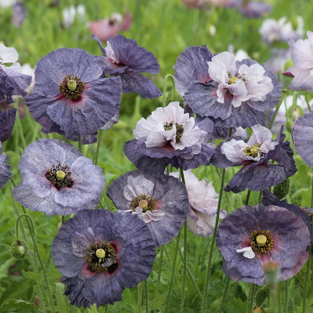 Papaver Amazing Grey | Poppy