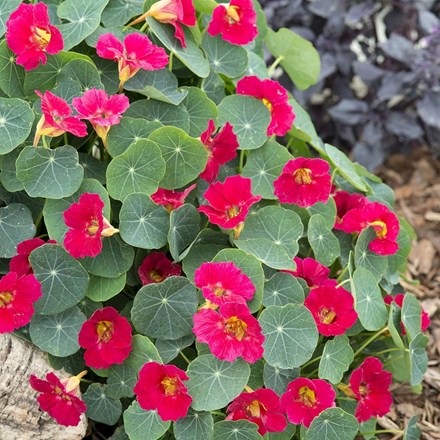 Nasturtium Baby Rose | Tropaeolum