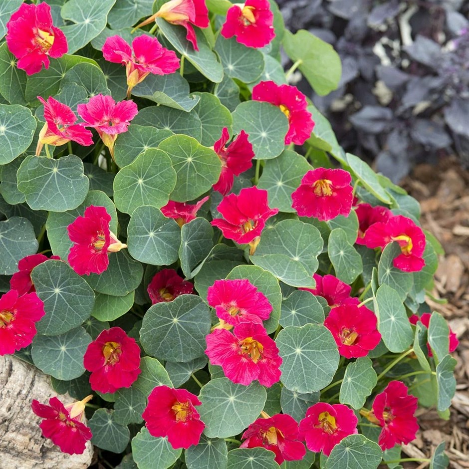 Nasturtium Baby Rose | Tropaeolum