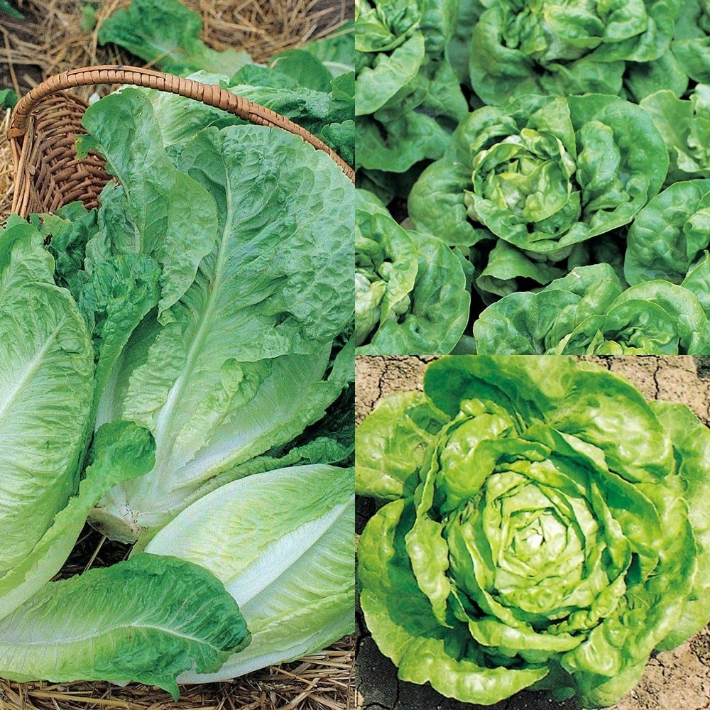 Lettuce Winter Mixed | Butterhead / Semi-Cos Lettuce