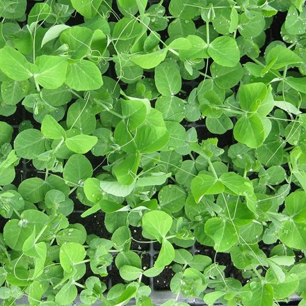 Pea Shoots | Pisum sativum Serge