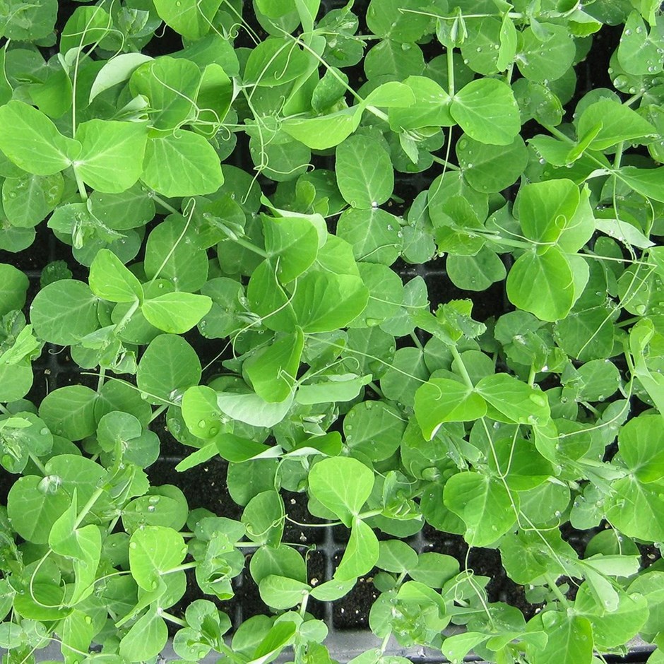 Pea Shoots | Pisum sativum Serge