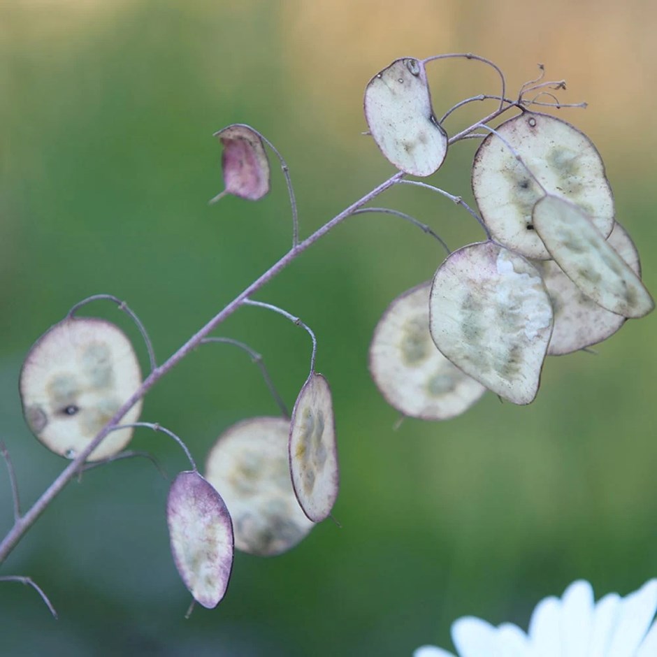 Lunaria Annua Albiflora | White Honesty