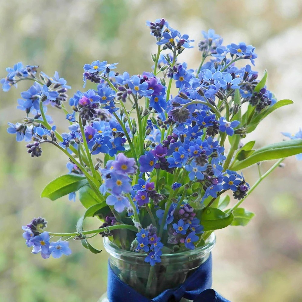 Myosotis Sylvatica Ultramarine | Forget-Me-Not