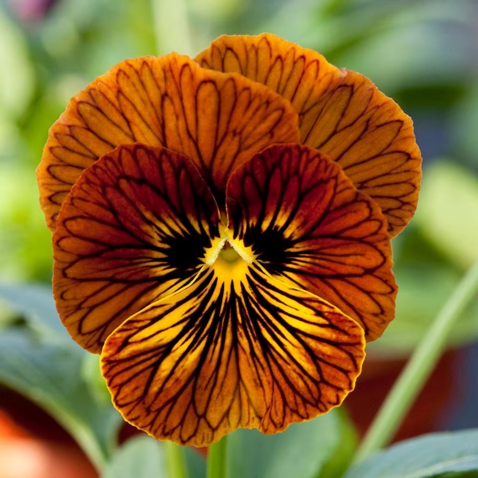Viola Tiger Eye Red | Viola