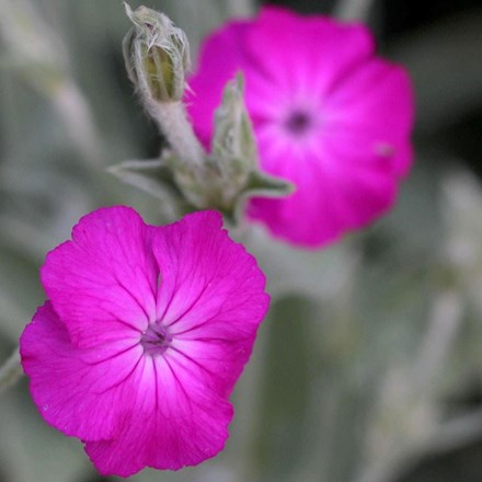 Lychnis coronaria | Rose Campion | approx 50 seeds