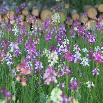 Linaria maroccana Fairy Bouquet Mixed | Moroccan Toadflax