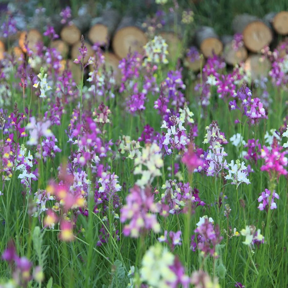 Linaria maroccana Fairy Bouquet Mixed | Moroccan Toadflax
