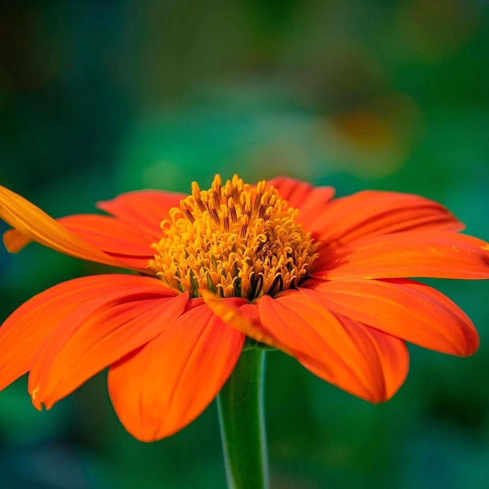 Tithonia Rotundifolia Torch | Mexican Sunflower