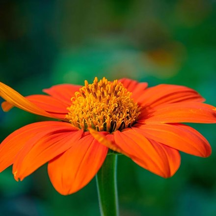 Tithonia rotundifolia 'Torch' | Mexican Sunflower | approx 100 seeds