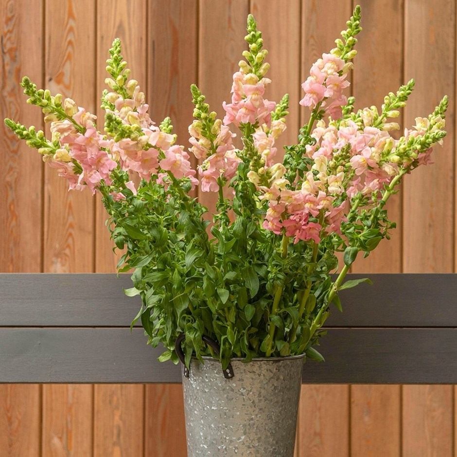 Antirrhinum majus Appleblossom | Snapdragon