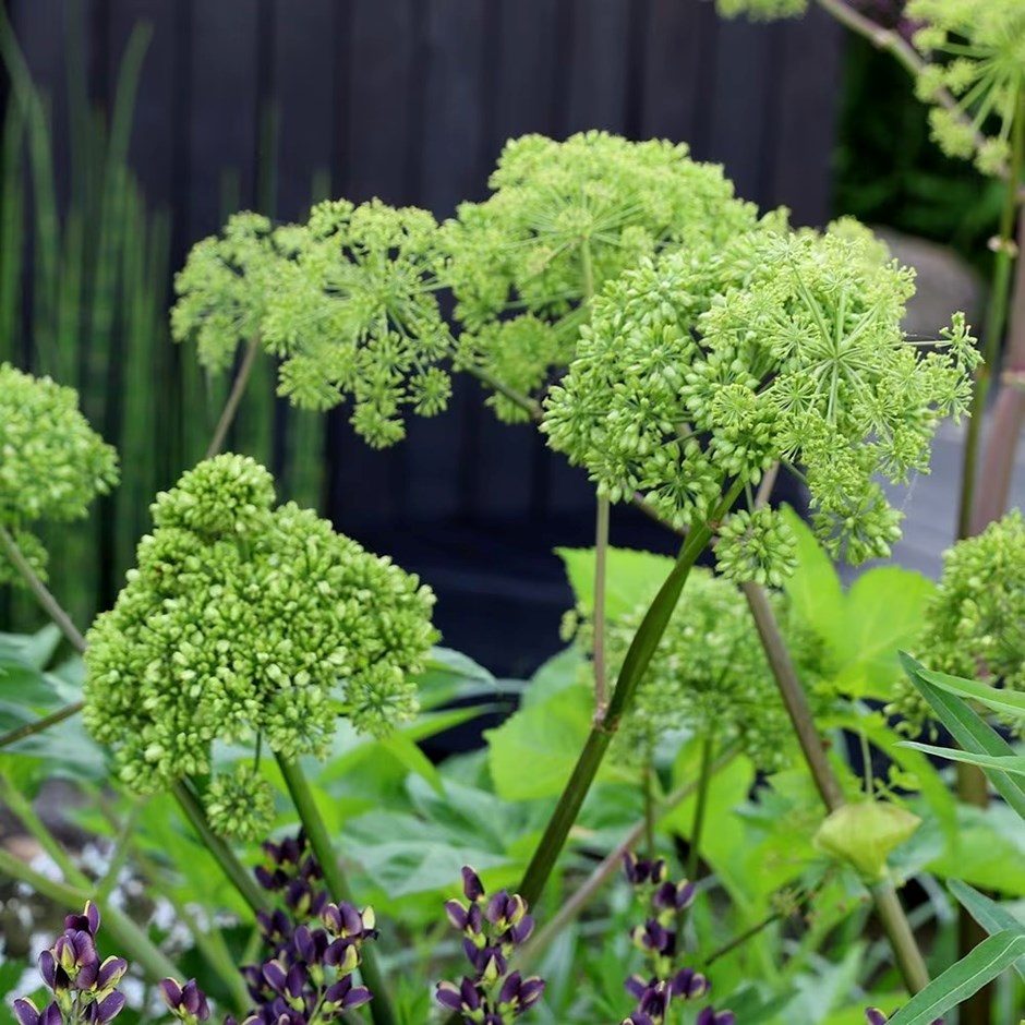 Angelica Archangelica | Angelica