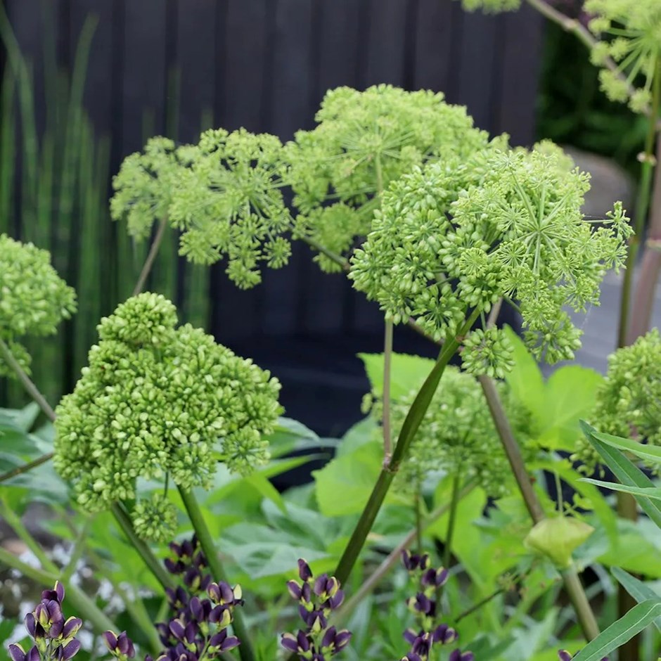 Angelica Archangelica | Angelica