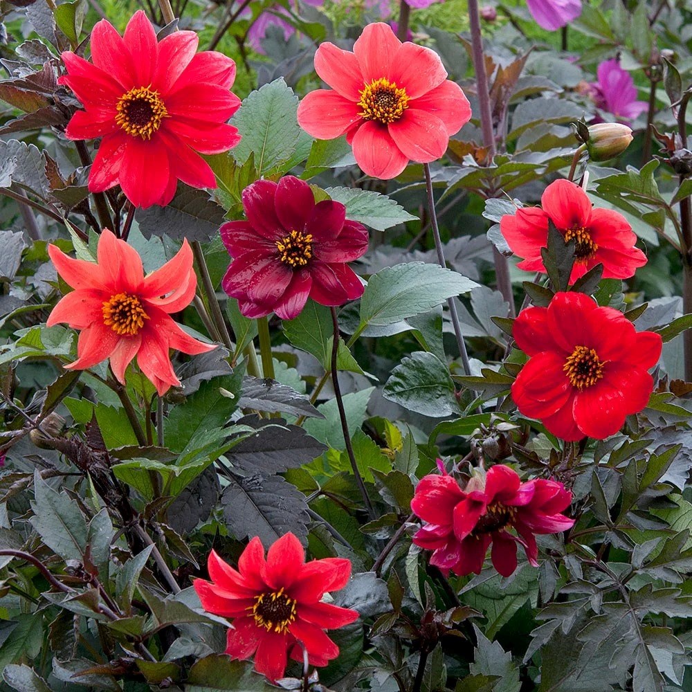 Dahlia Bishops Children Mixed | Dahlia