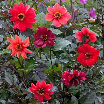 Dahlia Bishops Children Mixed | Dahlia