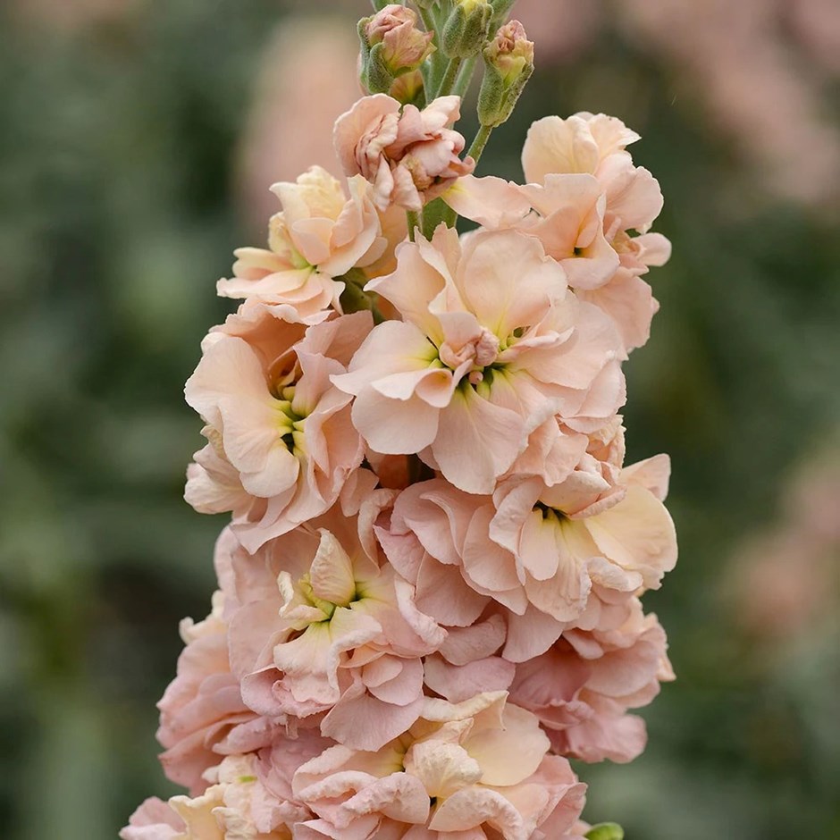 Matthiola incana Column Apricot | Traditional Field-grown Column Stocks