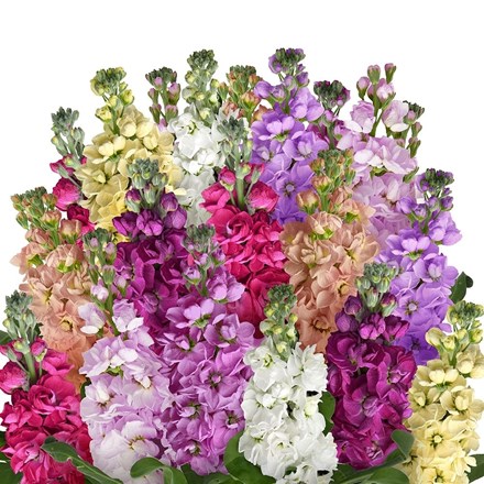 Matthiola incana Rainbow Mixture | Traditional Column Stocks