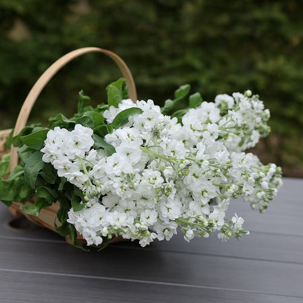 Matthiola incana Avalanche | Traditional Field-grown Column Stocks (Avalanche White)